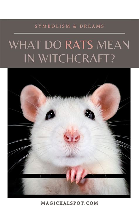 Dreams in the witch house rat